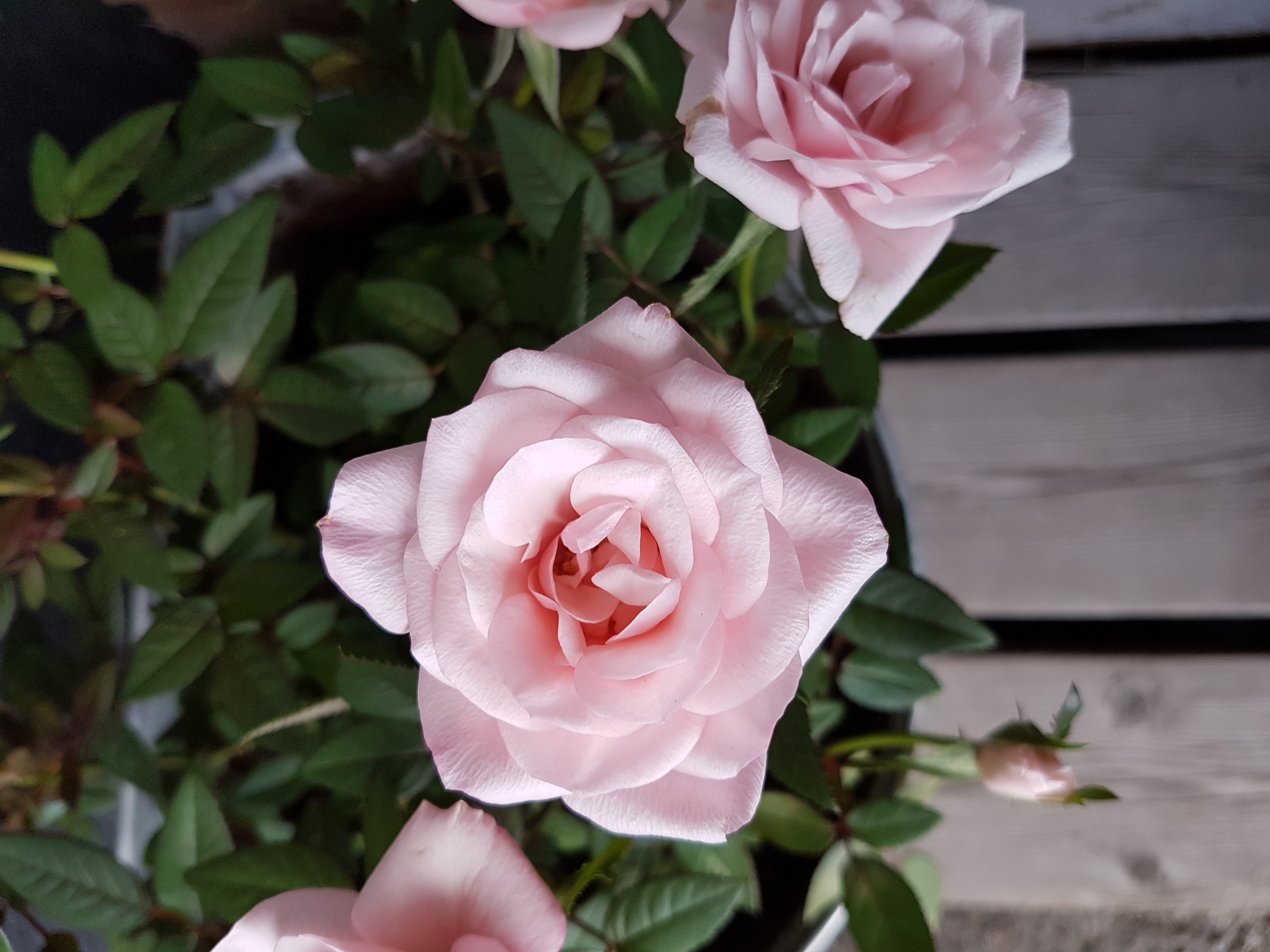 Tankar om naturlig hudvård